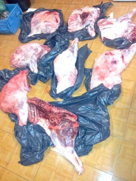 Constănţeni cercetaţi la Călăraşi: braconau porci mistreţi